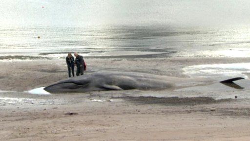 Whale washed up at Red Bay pier