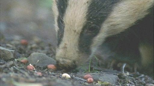 A badger