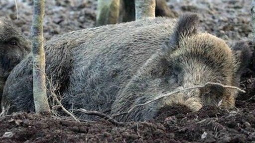 A wild boar asleep