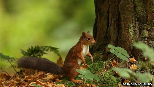 The red squirrel in Limavady, as captured by Desmond Loughrey