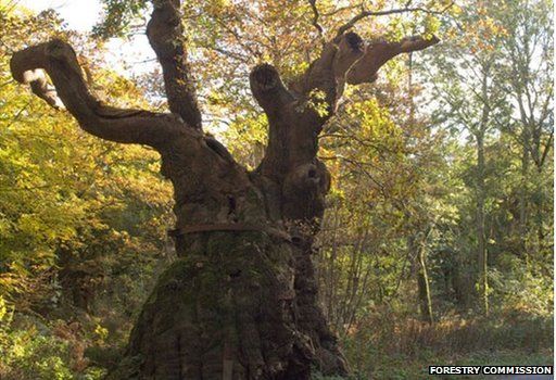 Big Bellied Oak, Wiltshire