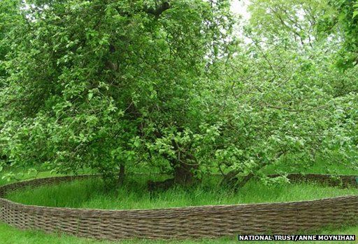 Newton's Apple Tree, Lincolnshire