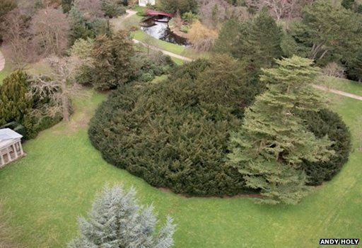 Shugborough Yew, Staffordshire