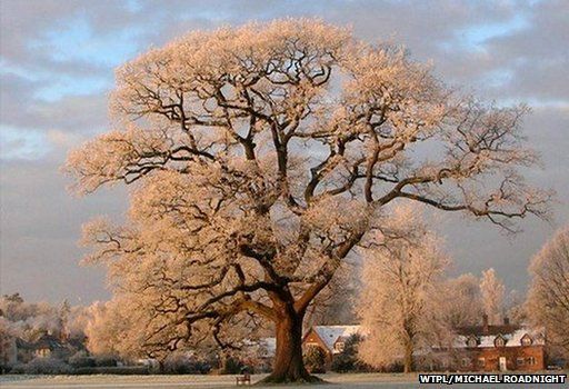 Ickwell Oak