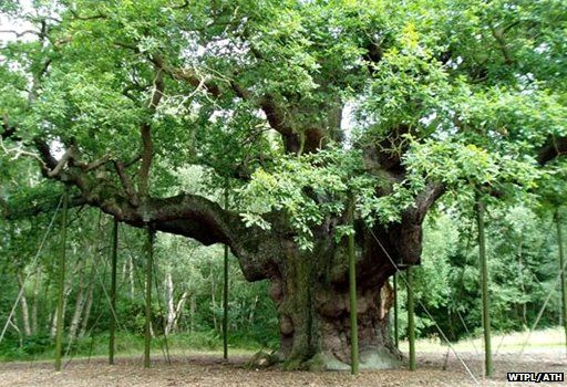 The Major Oak, Nottinghamshire