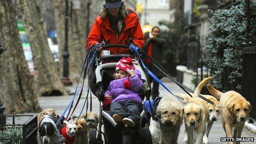 woman walking with buggy and dogs