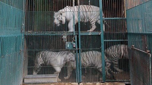 Several large felines in cages are stacked on top of each other at the Club de los Animalitos zoo in Tehuacan on 18 February 2015