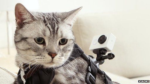 Cat wearing camera