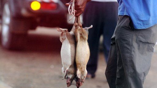 A Ghanaian vendor offers his catch known as ''bushmeat'' on route between Kumasi and Accra on 8 February 2008