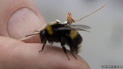 bee with tracker