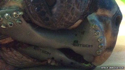 Turtle fitted with 3D printed jaw