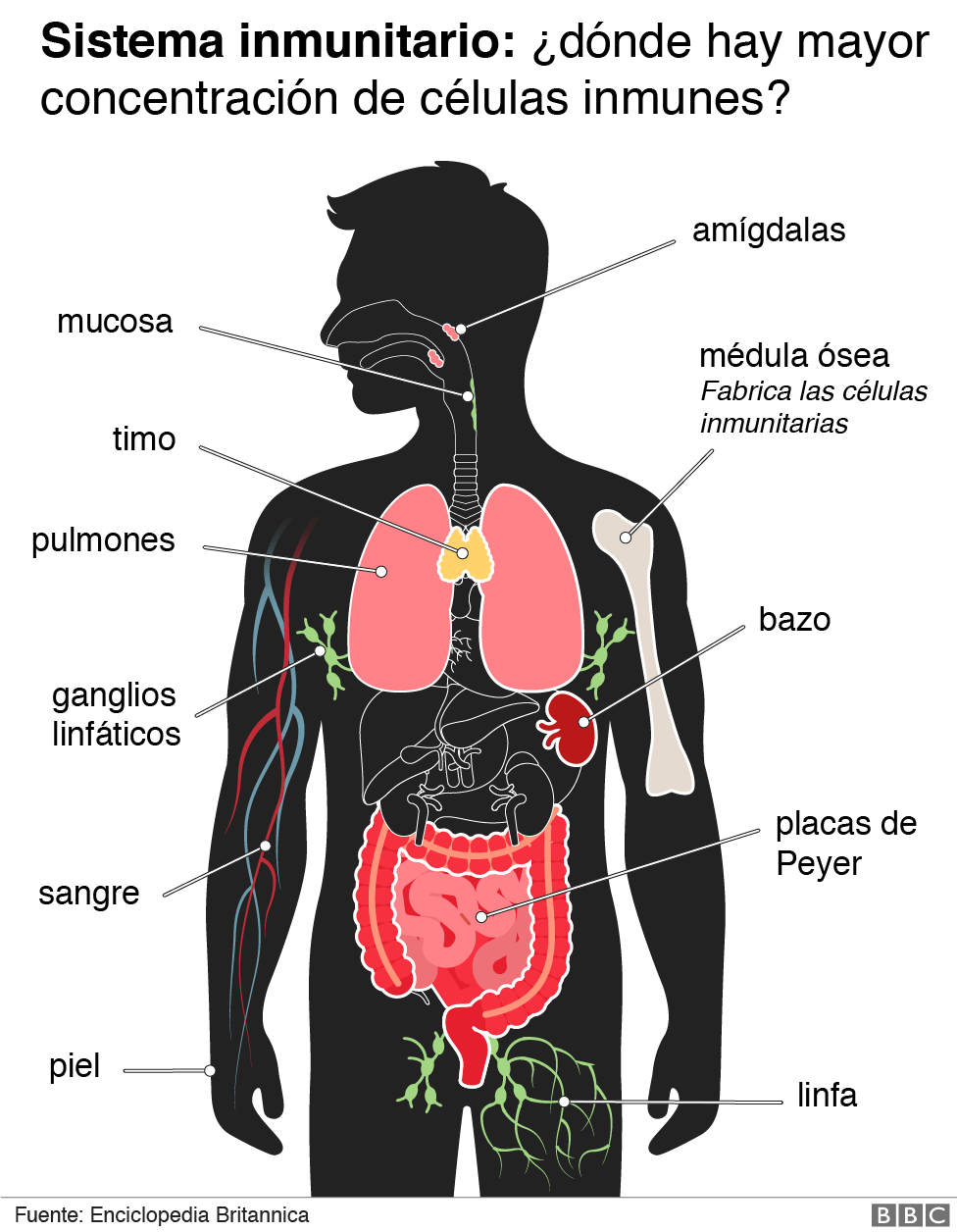 Sistema inmunológico