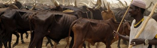 Zebus cattle search for pasture on May 29, 2010.