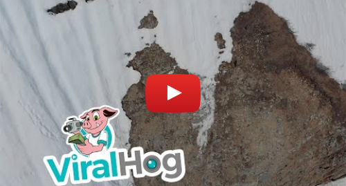YouTube post de ViralHog: Fallen Bear Cub Climbs Back to Mama|| ViralHog