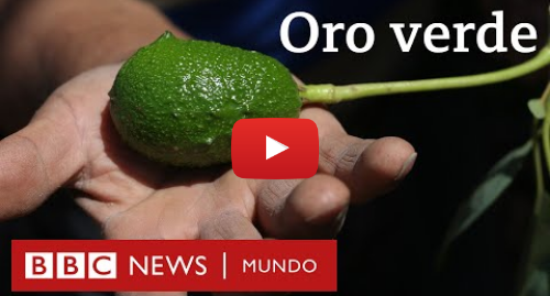 Publicación de Youtube por BBC News Mundo: ¿Agua o aguacates? El conflicto por la palta, el “oro verde” de Chile