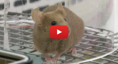 Publicación de Youtube por BBC News Mundo: Dentro de una "fábrica" de ratones de laboratorio BBC MUNDO