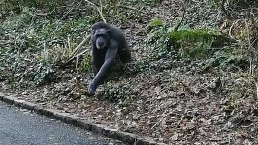 Chimpanzee at Belfast Zoo on public path