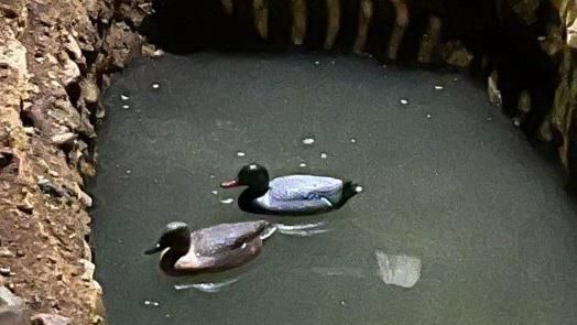 Floating ducks