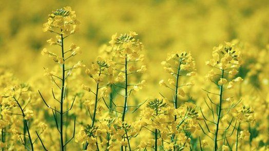 Canola - a variety of oil seed rape