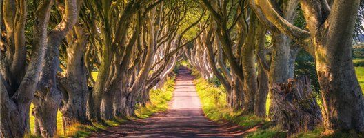 Northern Ireland, Great Britain, Ballymoney, Dark Hedges, 60% OFF