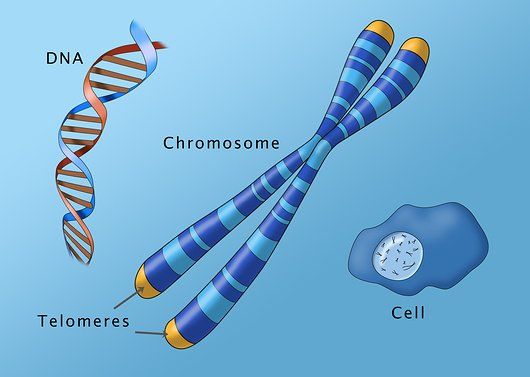 Telomeres protect our genetic code