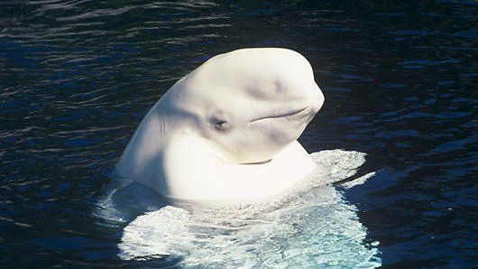 Beluga whale "spyhopping"