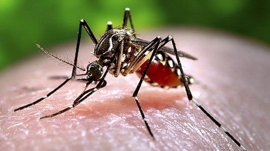 Dengue fever is spread by mosquitoes