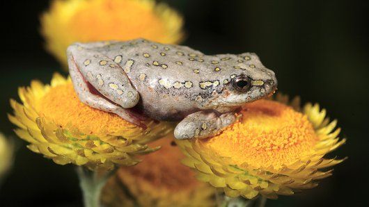 Marbled reed frog