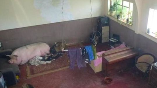 pig in house