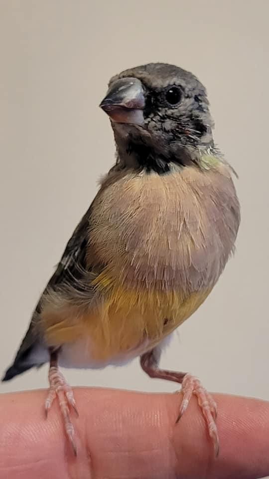 A Gouldian finch