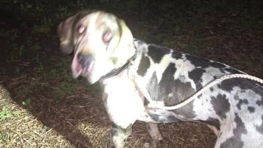 A slightly blurred image of a Great Dane, white with black spots, under the light of a torch in dark woodland, wearing a rope lead.