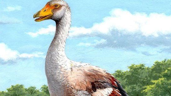 Artist illustration of extinct goose