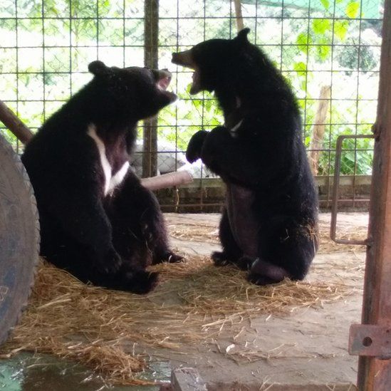 Bear's giant tongue is removed by vets - BBC News