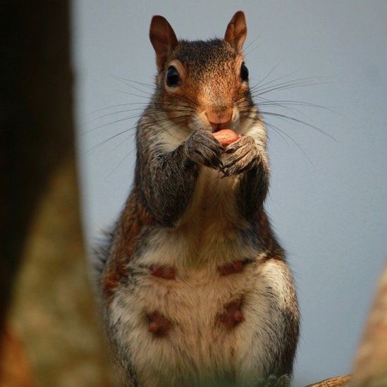A squirrel clutching a nut