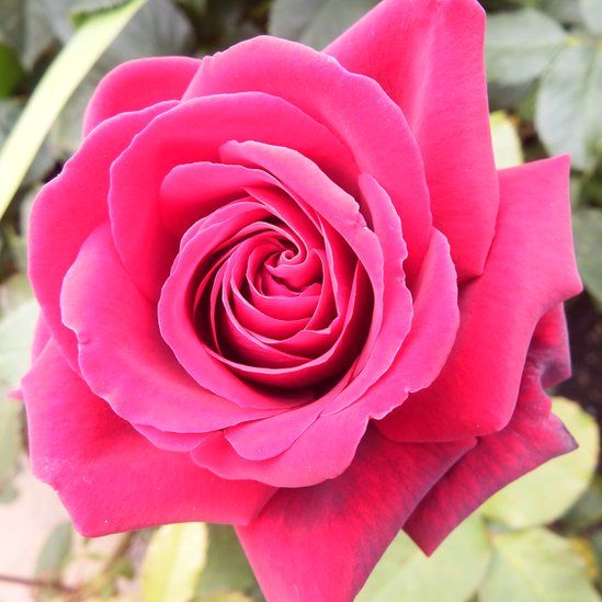 Pink rose in Botanic Gardens in Edinburgh.