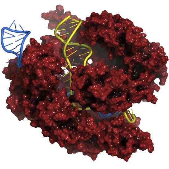 CRISPR-CAS9 gene editing complex from Streptococcus pyogenes.