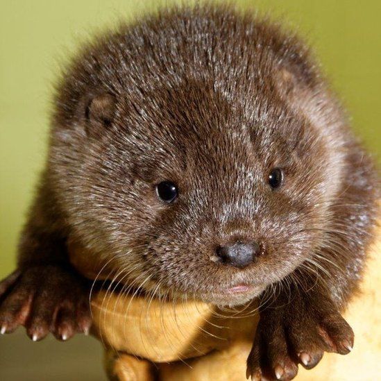 Orphaned Otter Cubs Found In Earlston And Brechin Bbc News