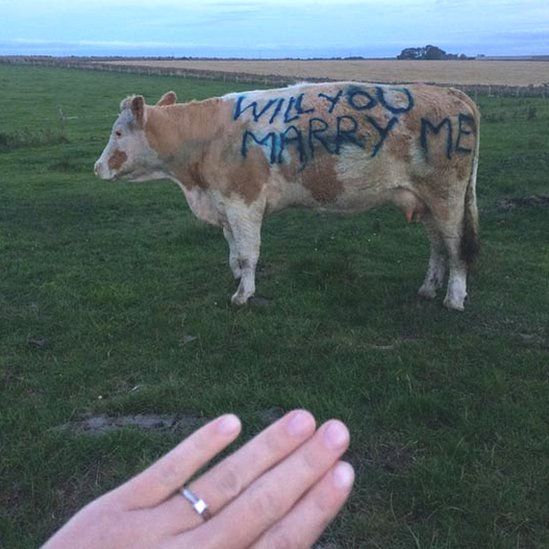 Marriage proposal on side of cow