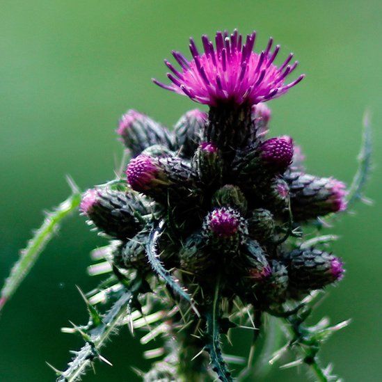 Thistle