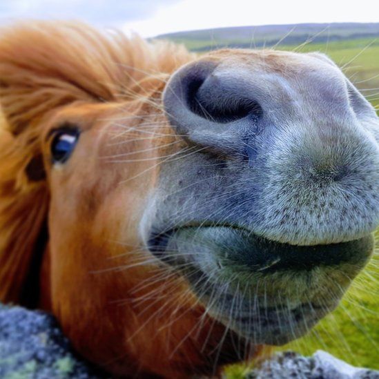 A close up of a Shetland Pony