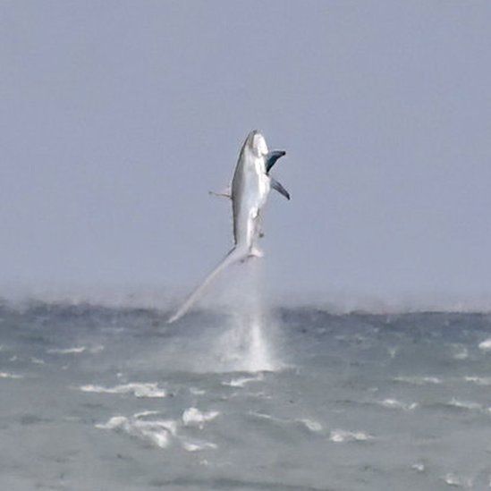 Thresher sharks leaps into the air off Cardigan Bay