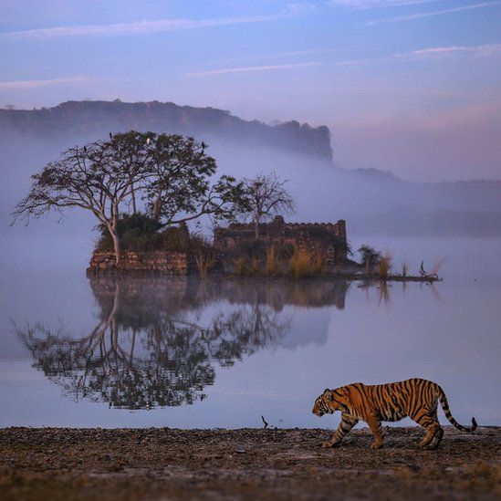 A Bengal tiger on the banks of a lake