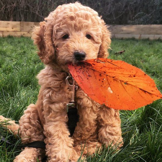 A Cockapoo with an orange leave in her mouth