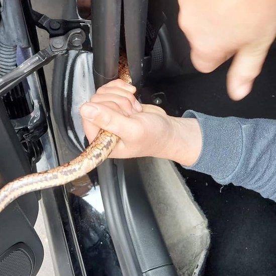 Snake being rescued from inside car