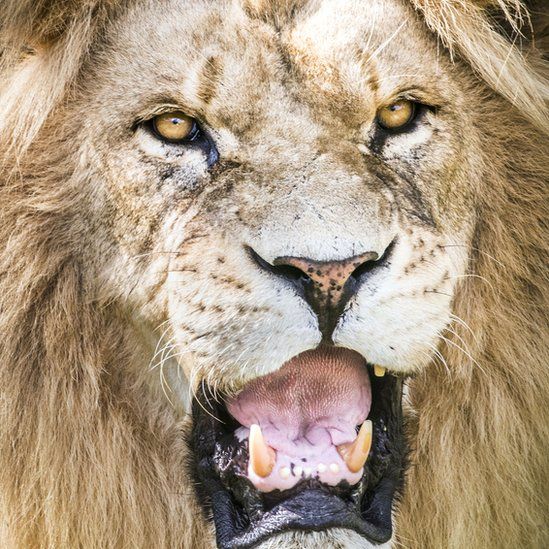 A close-up of Simba the lion