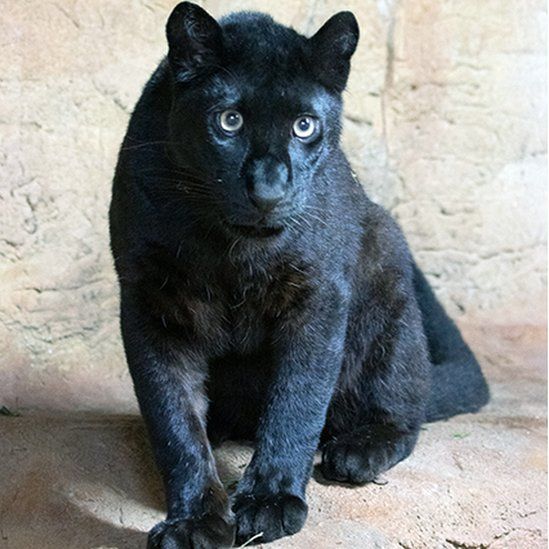 rare black leopard