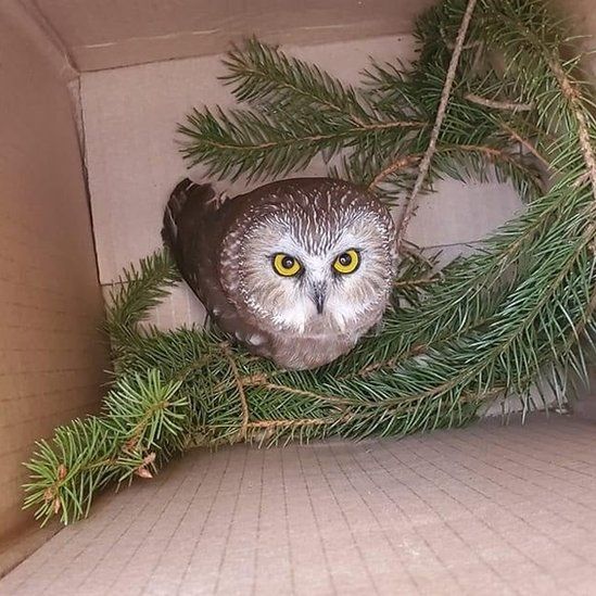 Tiny owl rescued from New York Rockefeller Center Christmas tree BBC News