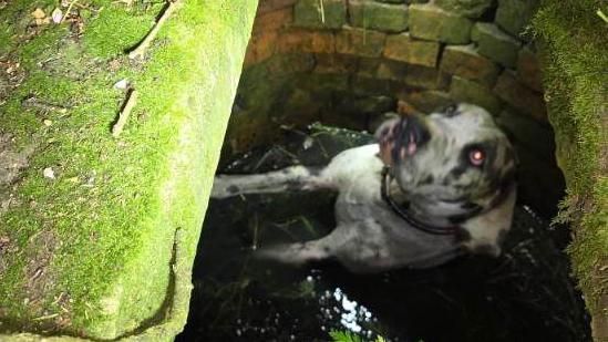 An image of a Great Dane, white with black spots, standing on her back legs inside a well, under the light of a torch.