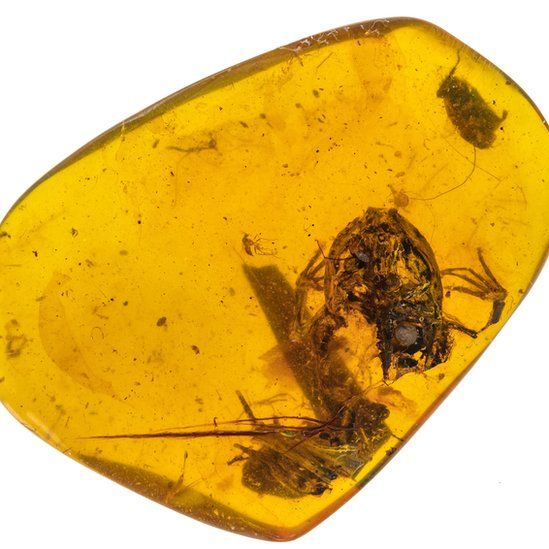 Frogs trapped in amber