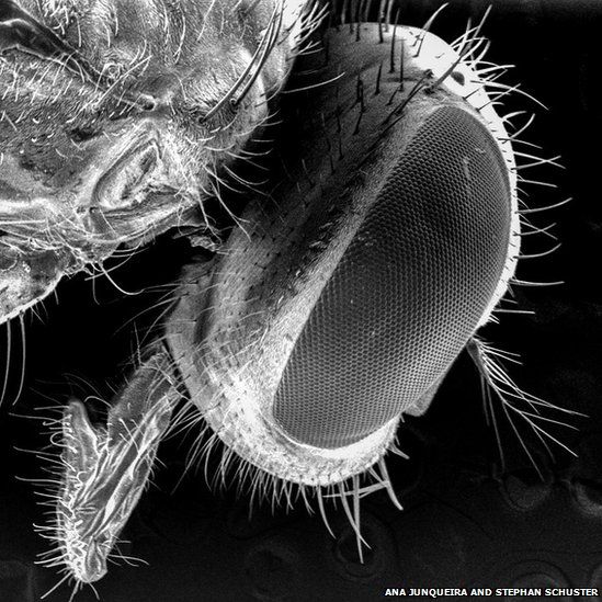 Head of a blowfly under the electron microscope